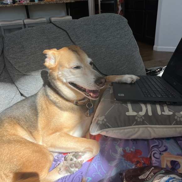 Live with me and my pups! - Picture 3 of 4